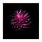 Stupell Industries Purple Dahlia Dark Contemporary Canvas, design by Brian Carson Photography